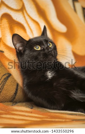 beautiful black cat with shiny hair