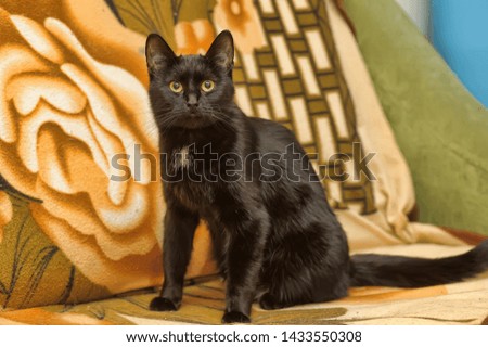 beautiful black cat with shiny hair