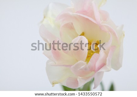 Beautiful and cute tulip picture