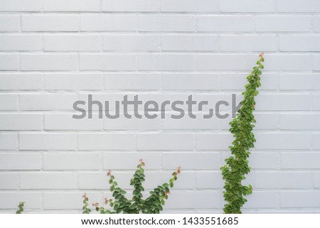Green climber plants  on white brick wall background with copy space.