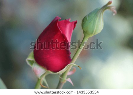 closeup of a beautiful red rose bud in the sunlight