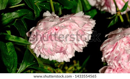 Focus on pink peony in garden with drops of rain on petals. Green background