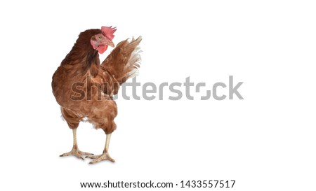 A hen brown is Breed chicken with action post isolated on white background view. Broiler. Food for be live. Animal of picture. Chicken egg breeding with Clipping path.