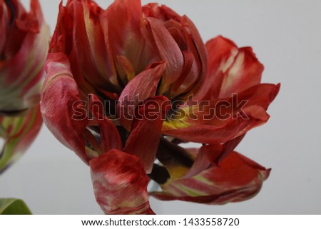 Beautiful and cute tulip picture
