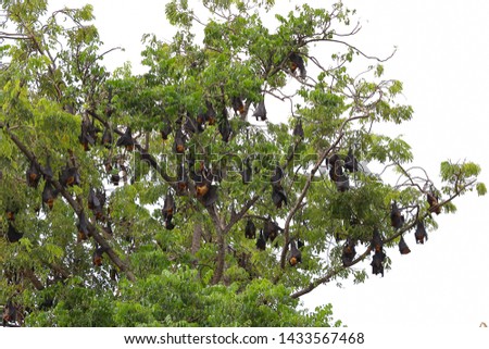 Bats hanging on tree in the forest at daylight "Lyle's flying fox"
