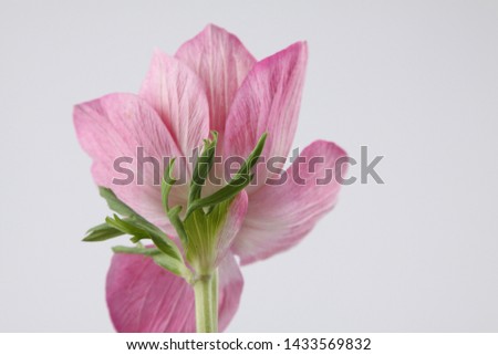 Beautiful and Elegant Anemone flowers