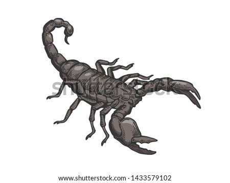 Scorpio animal color sketch engraving vector illustration. Scratch board style imitation. Black and white hand drawn image.