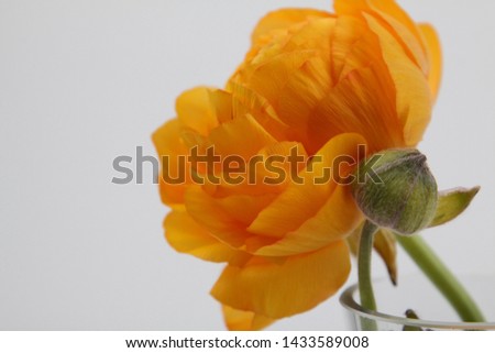 Beautiful picture of Ranunculus with Elegance and Soft Leaf