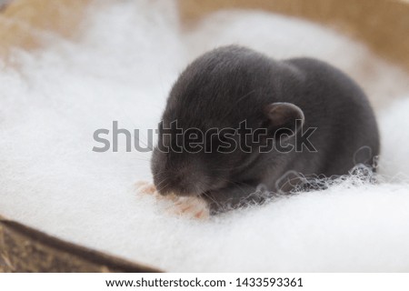Little grey rat. Mouse in nest. Pet, rodent