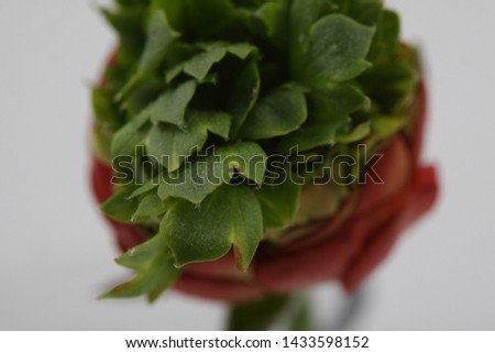 Beautiful picture of Ranunculus with Elegance and Soft Leaf