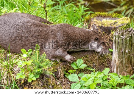 The otter checks his territory.