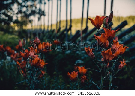 Orange lilies in an old garden.