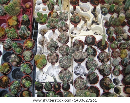 Cactus different collection in albanian vintage greenhouse background wallpapers prints