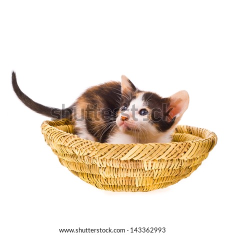 small tri-color calico kitten, raised tail and hid in a wicker basket isolated on white background