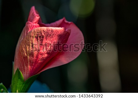 Bud of hibiscus flower blossoming under sunlight at sunrise, macro photography of nature