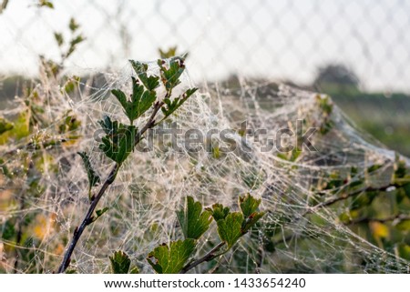 A bush of gooseberries with leaves, entangled by a thick web