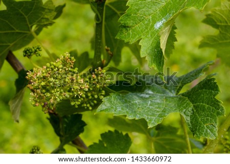 Photo picture of acinus unripe grape fresh green bunches