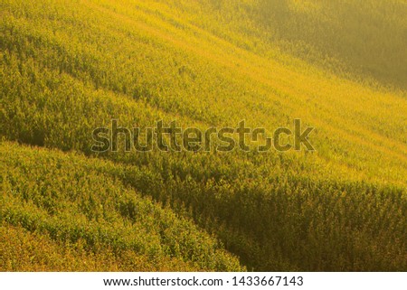 the gold field on mountain