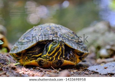 Macro picture of trachemys scripta, american marshy turtle