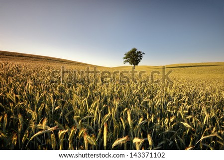 Ripening grain in the field, oak tree in the background Rural landscape, Poland, surroundings of the city of Sztum