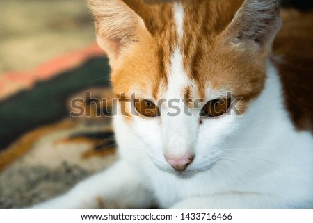 Close Up Image Of Cat.Selective focus.-Image