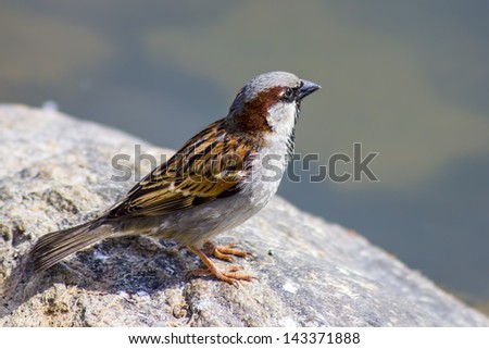 The House Sparrow (Passer domesticus).
