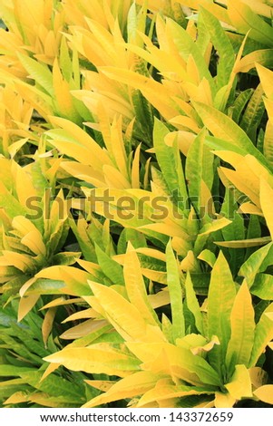 The picture of  background yellow leaves in the garden