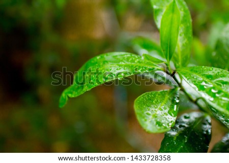 Raindrops on polished leaf surface closeup. Wet green leaves after rain. Fresh leaves oftree. Wet leaf texture. Rainy day nature backdrop. tree foliage background. 