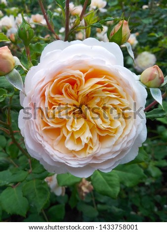 beautiful soft pink rose with spherical petals