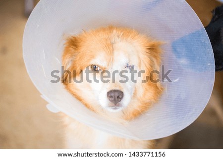 One eyed stray dog . Animal abuse