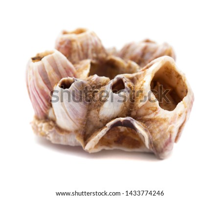 dry barnacles shells isolated on white background Royalty-Free Stock Photo #1433774246