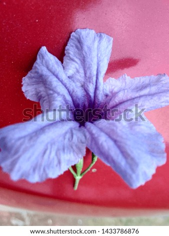 close-up of bright purple flowers combined with a red background makes the beauty of the color itself