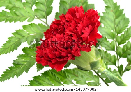 Red Carnation with beautiful green leafs on white background