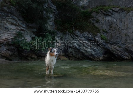 dog Australian shepherd on the lake on a cliff background. travelling with a dog on the sea