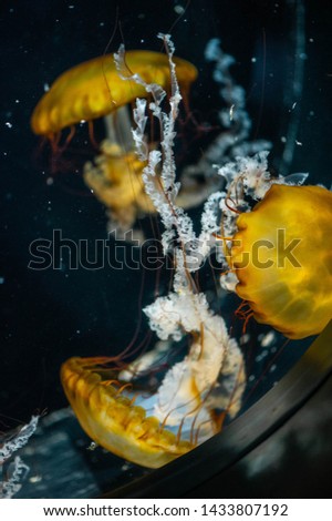these are yellow jellyfish underwater
