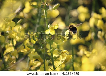 A bumblebee flying beside yellow flowers