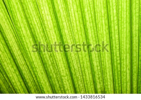 Close-up of Palm Green leaf texture or pattern. Natural tropical Palm on background view. line abstract of leaves green. 