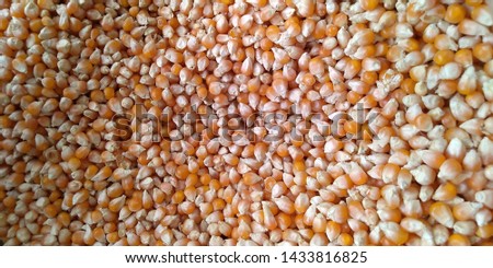 Corn seed in the market