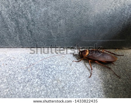 Close up of cockroach on the floor. Cockroaches as carriers of disease.