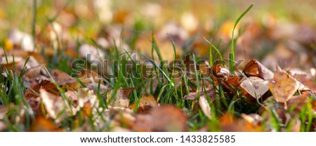 Fallen autumn leaves on the ground. Background, texture of fall colored leaves, panoramic banner. Seasonal landscape. Yellow foliage on green grass 
