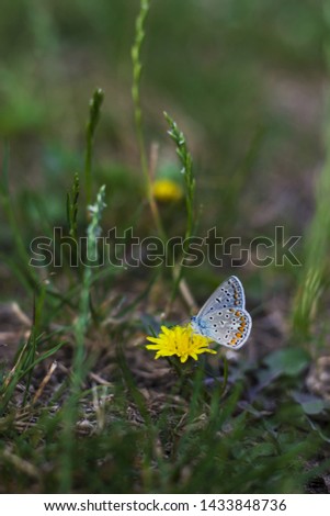Bright yellow flowers with butterfly on petals