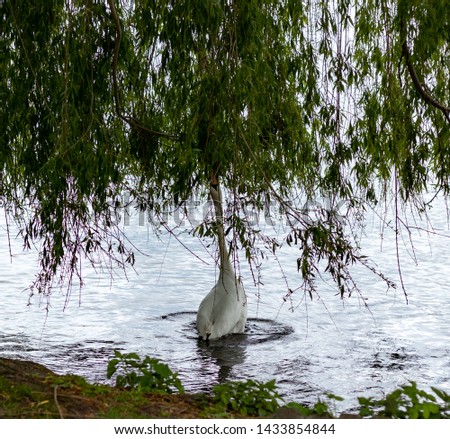 swan eating from a corkscrew willow above. Amazing how long it can make its neck.
