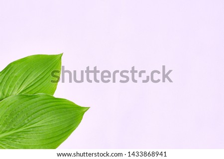Fresh green leaf of a plant on pastel pink background. There is an empty space for text or logo. Top view.