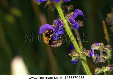 Common garden bee in natural environment, Danubian wetland, Slovakia, Europe