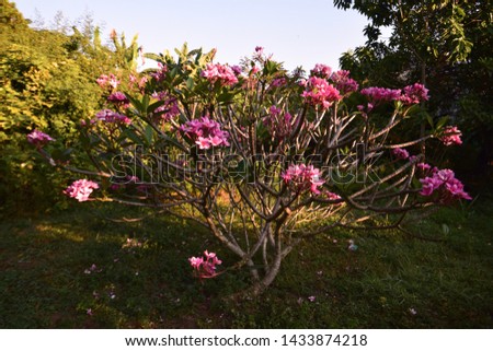 Flower pink in garden - image