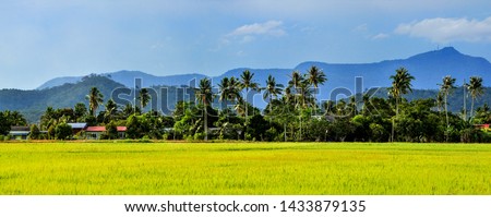 panoramic shot, scenery of paddy field in  Malaysia . located at North Malaysia. Royalty-Free Stock Photo #1433879135