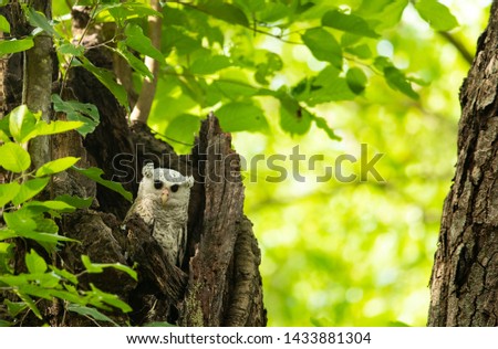 Eurasian Eagle Owl chick, Corbett National Park 