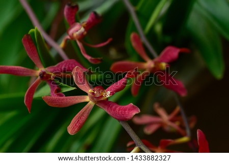 Close up image of Epidendrum Orchids.
shallow focus.