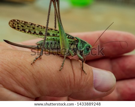 Locust, Lat. Melonoplus femur-rebrum
Green large grasshopper sits on his hand, does not fly away