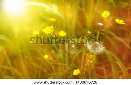 field of yellow white colors in the rays of the setting sun design book design website
